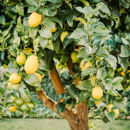 Back Yard Lemon Tree