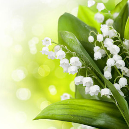 Lily of the Valley