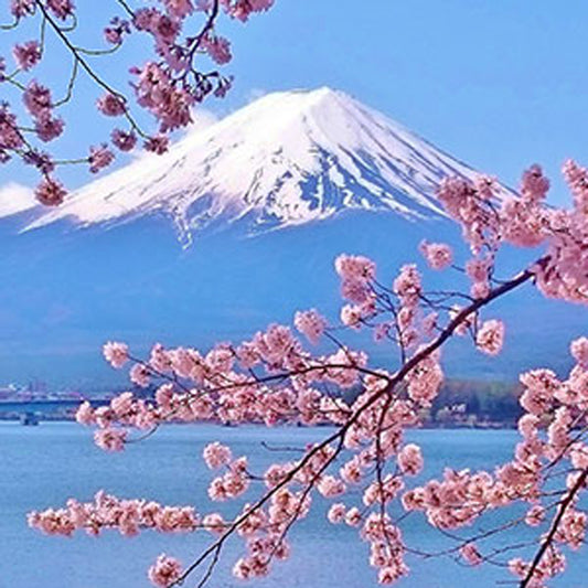 Japanese Cherry Blossom