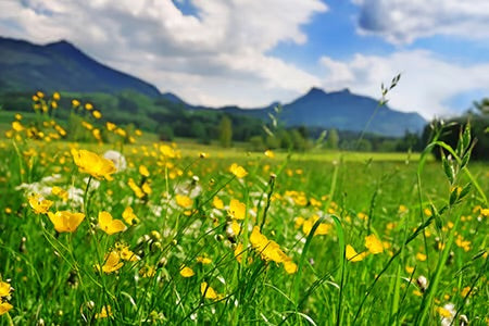 Field of Flowers