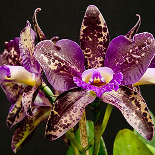 Chocolate Orchid