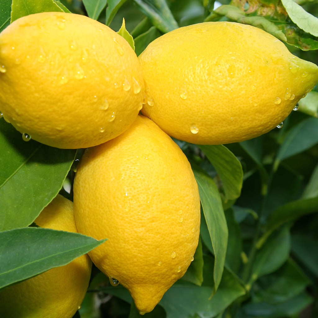 Lemon Essential Oil