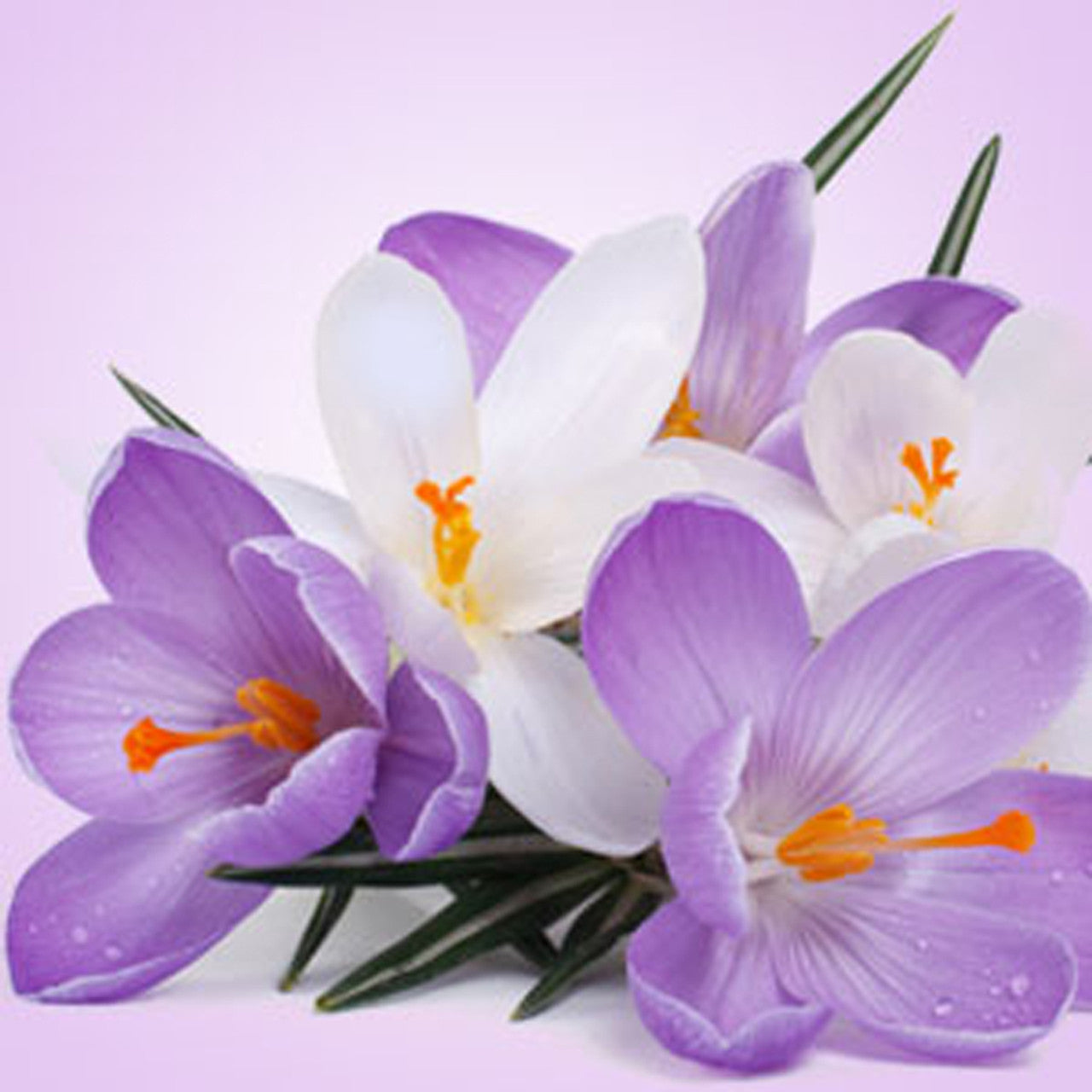 Poison Crocus