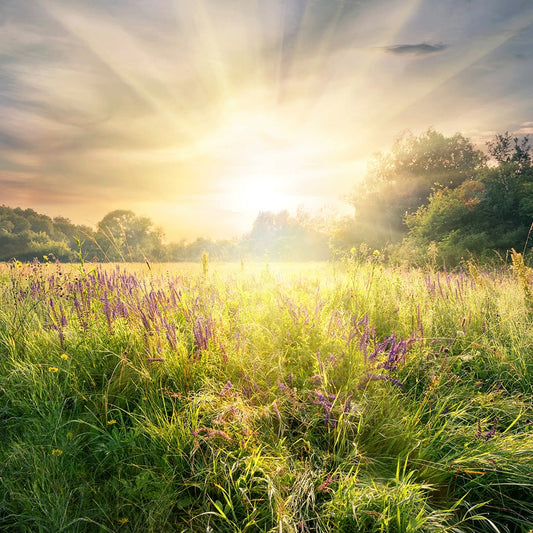 Meadow Grass & Wildflowers