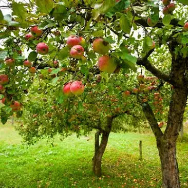 Apple Orchard