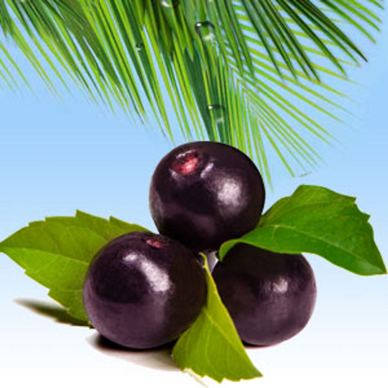 Acai Berry