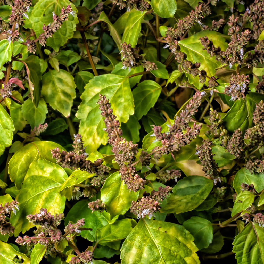 Patchouli Essential Oil