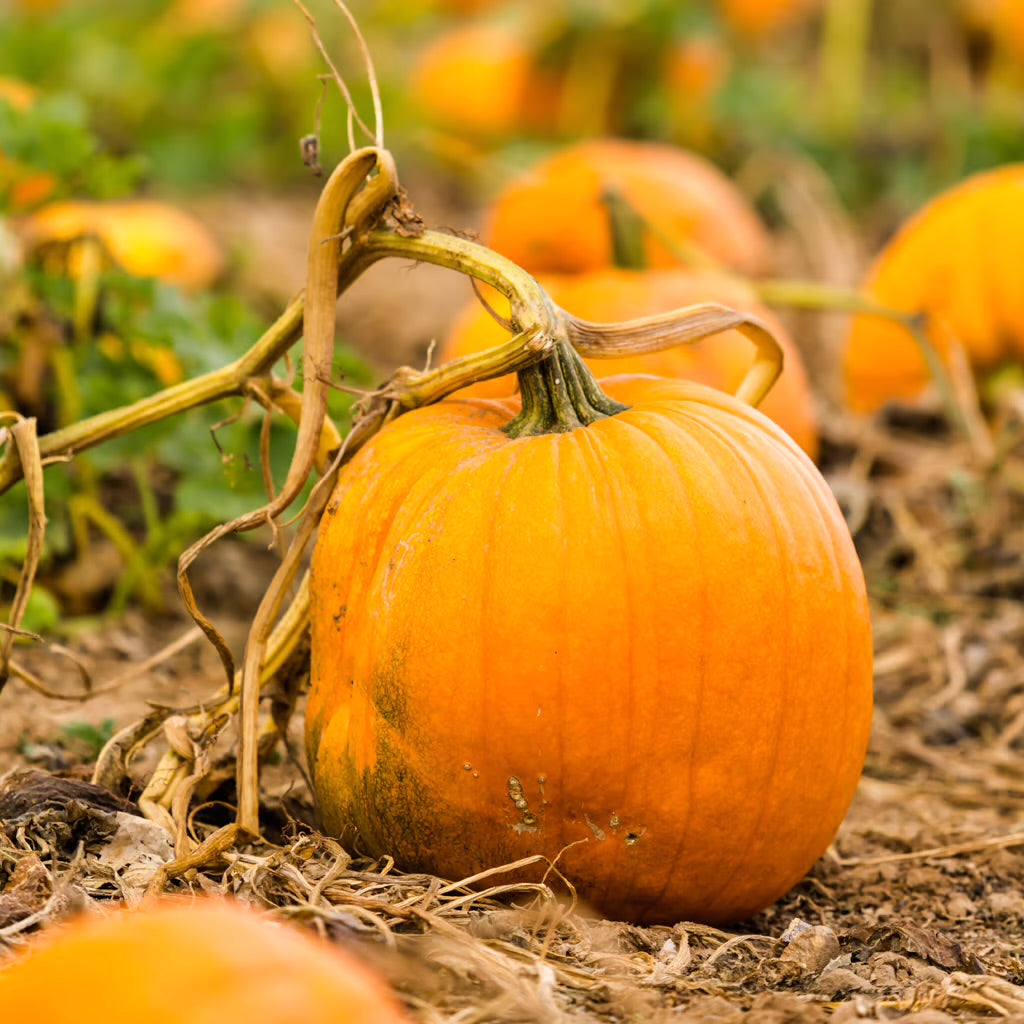 Pumpkin Pickin'