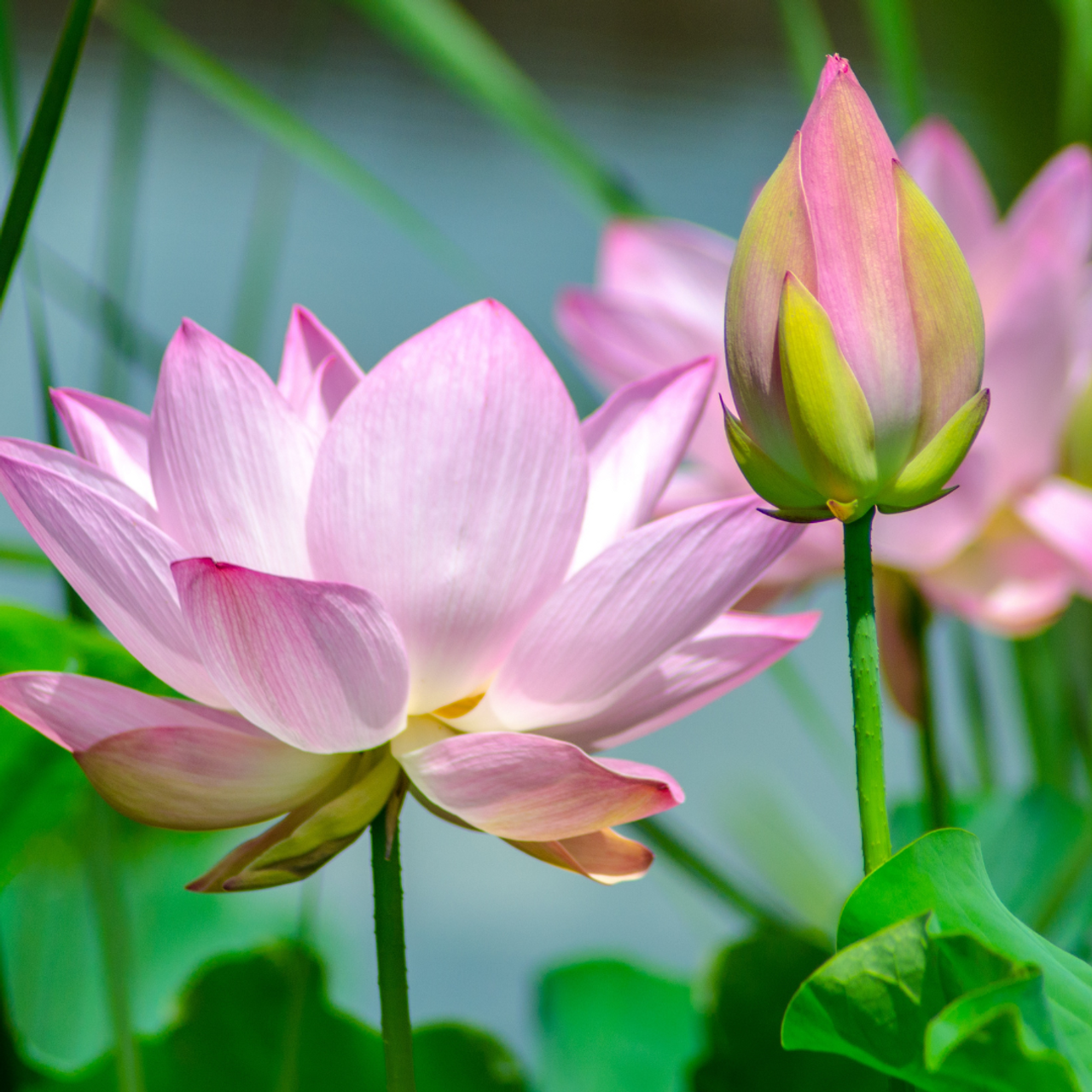 Lotus Blossom