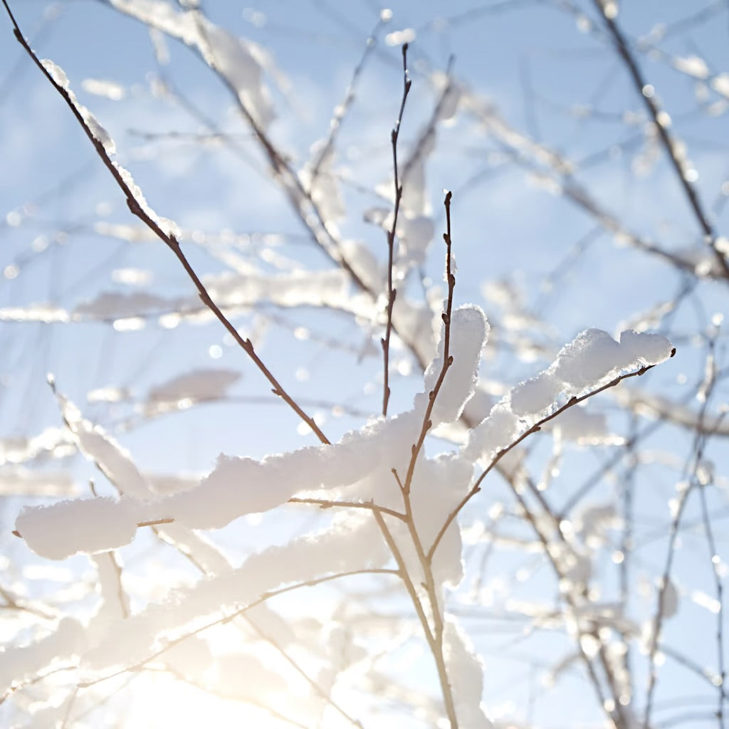 First Snow