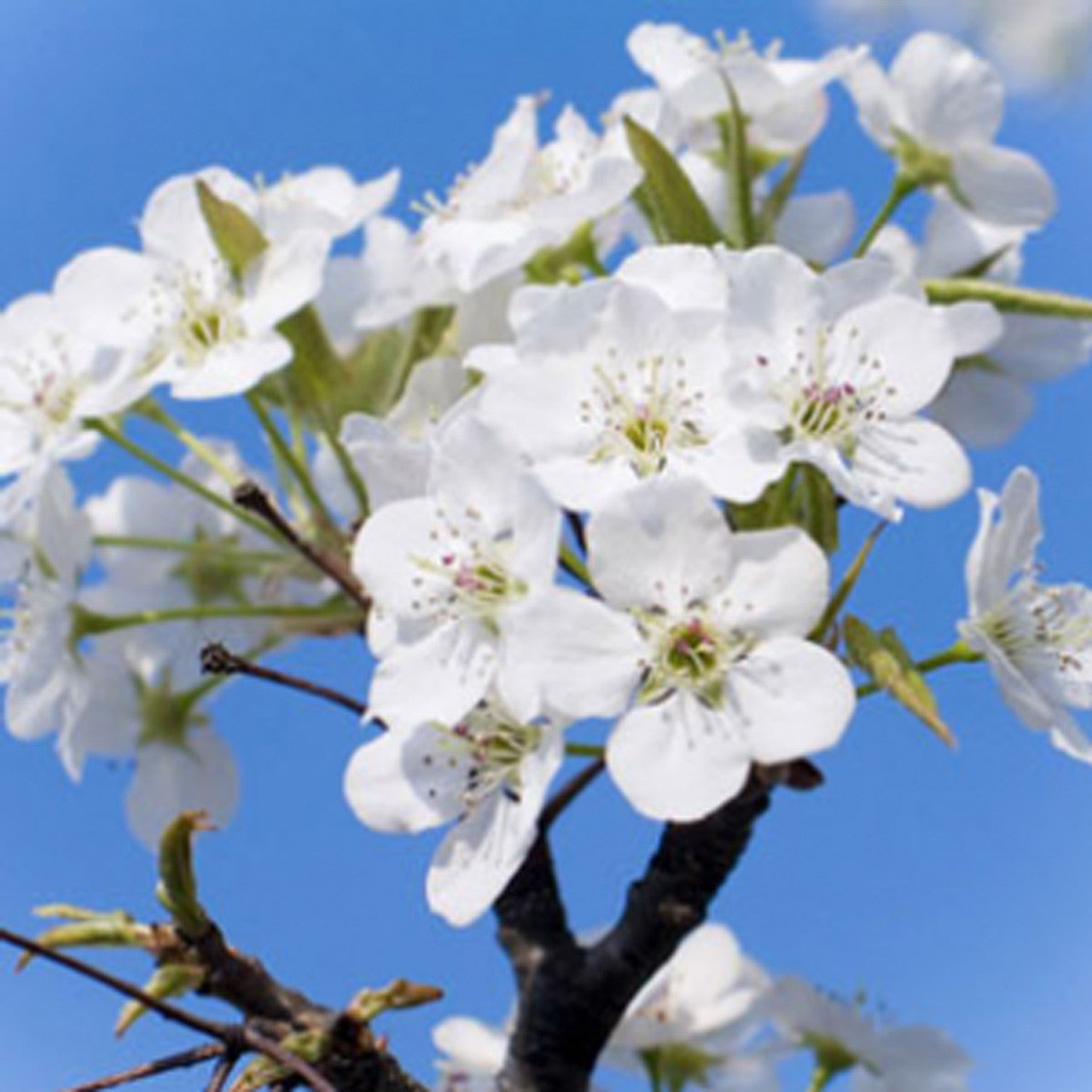 Flowering Dogwood