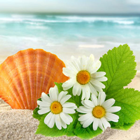 Beach Daisies