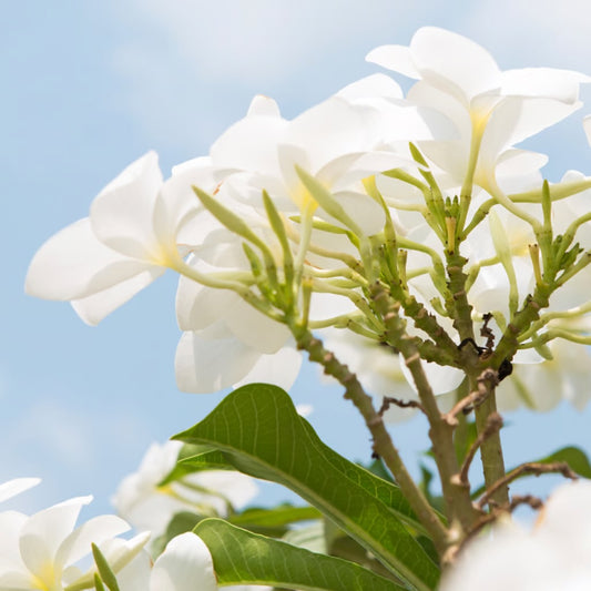 Pikake Flowers