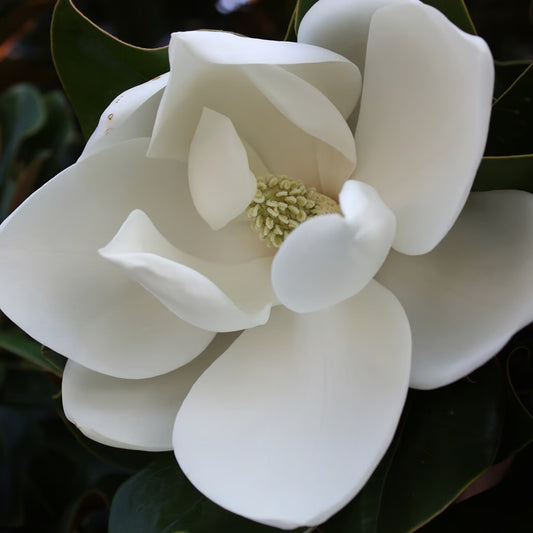 Magnolia