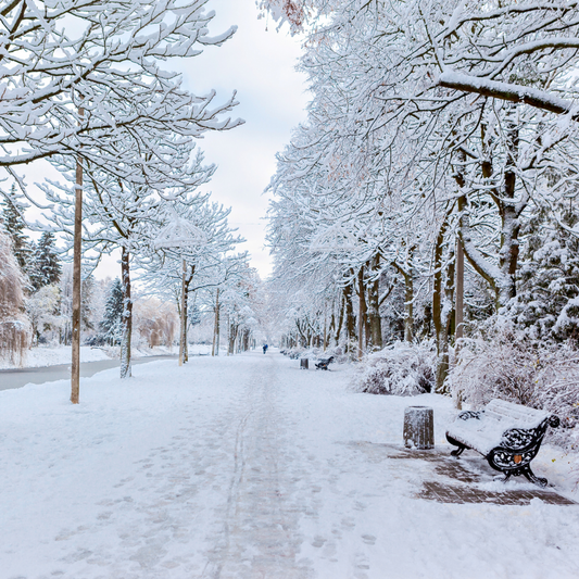 Winter Garden