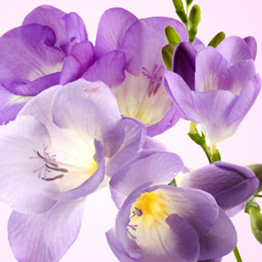 Freesia