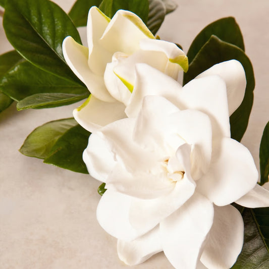 Gardenia