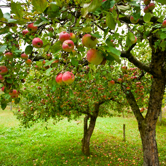 Apple Orchard *Clearance